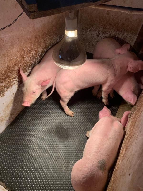 Tapis de cochon