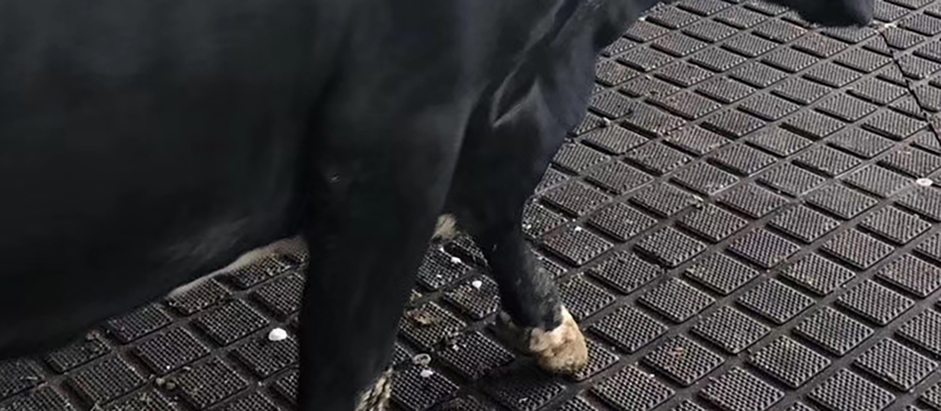 Base de production professionnelle pour tapis de bétail